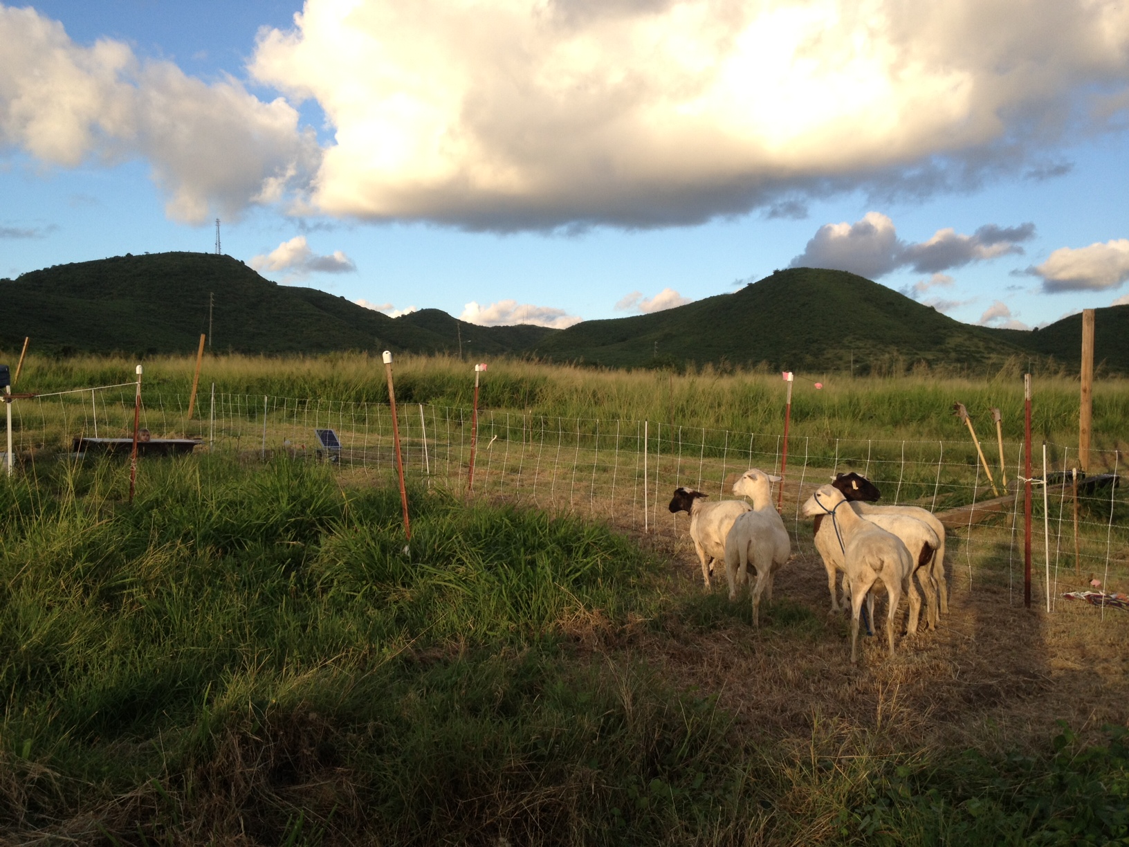 Five hair sheep pastured with electric netting at ARTfarm.