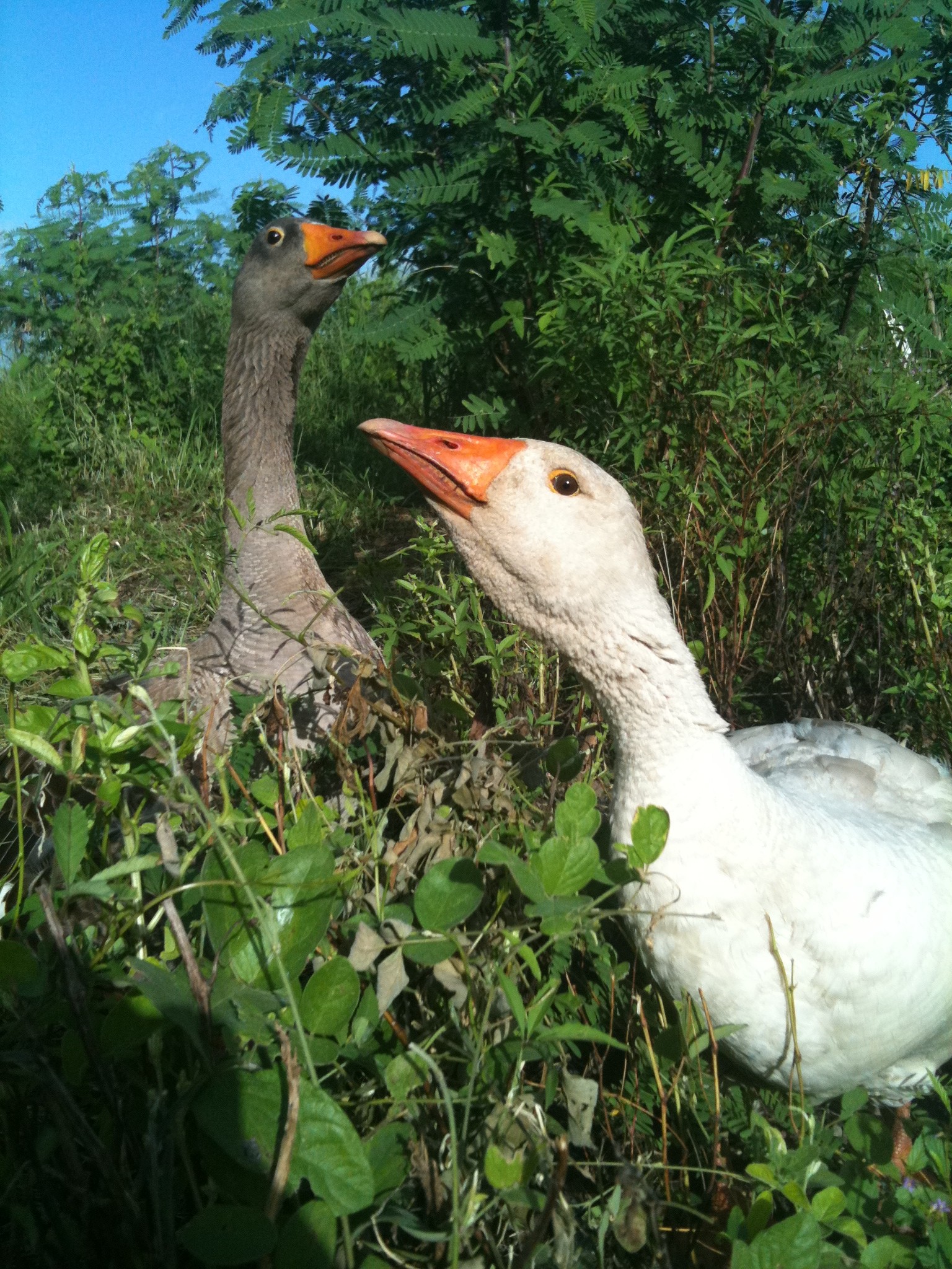 A Buff and a Toulouse goose wander in one of ARTfarm's fallow summer gardens, munching on basil and hot peppers.