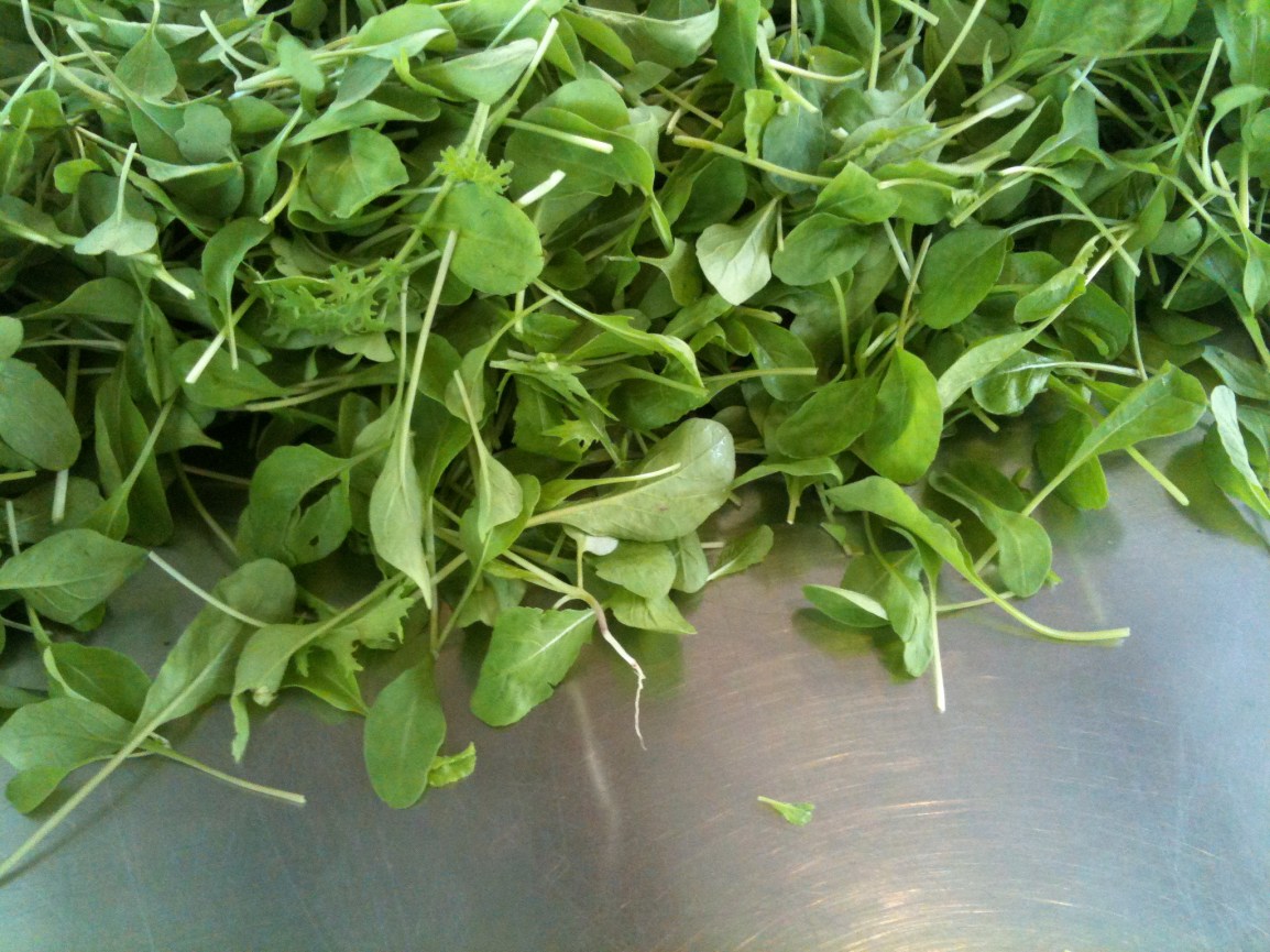 ARTfarm Microgreens Tiny salad greens with delicate stems, piled up on a stainless steel counter.