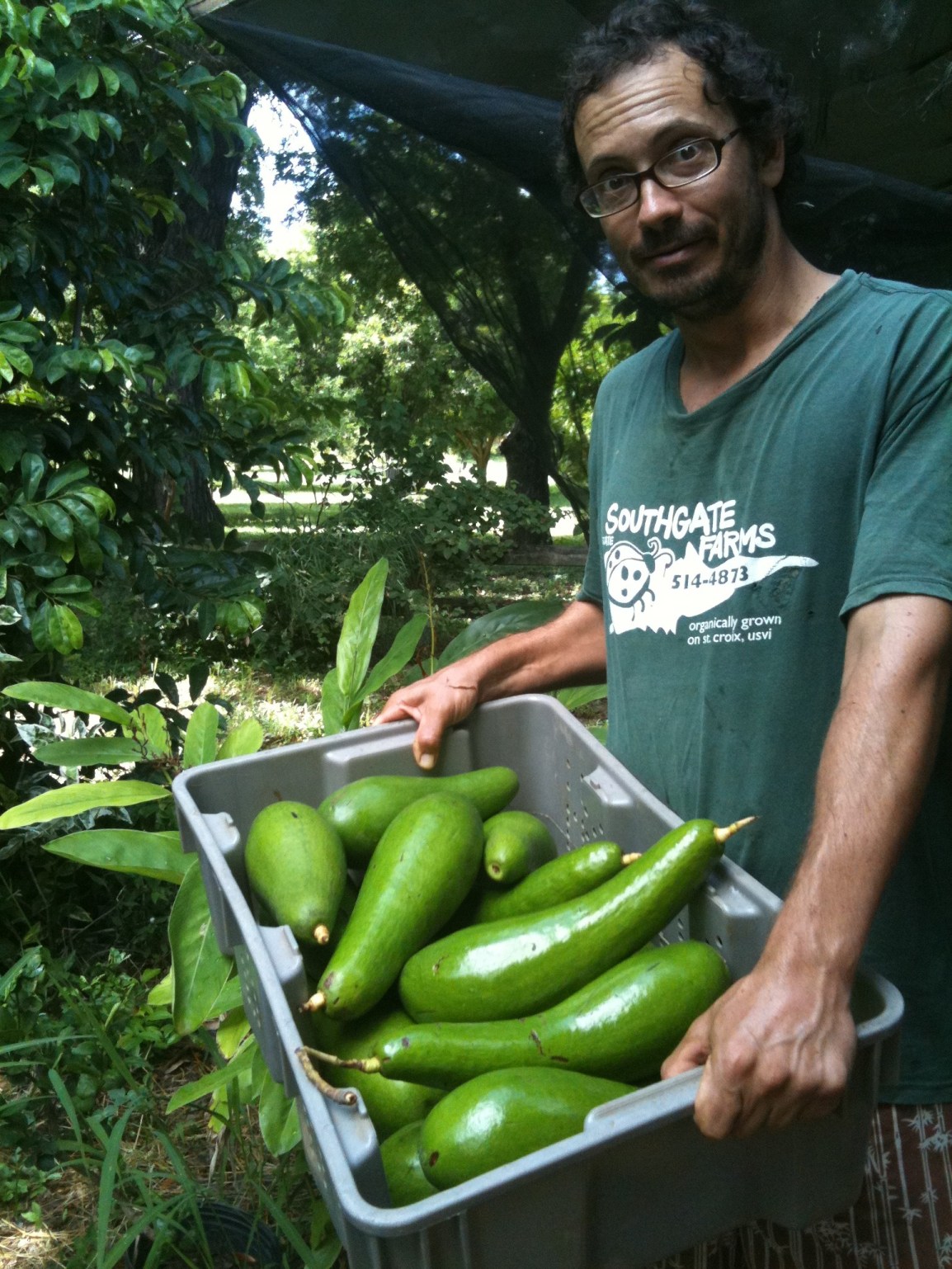 ARTfarm-luca-avocados Whoa! Farmer Luca looks on in amazement at the giant Russell avocados!