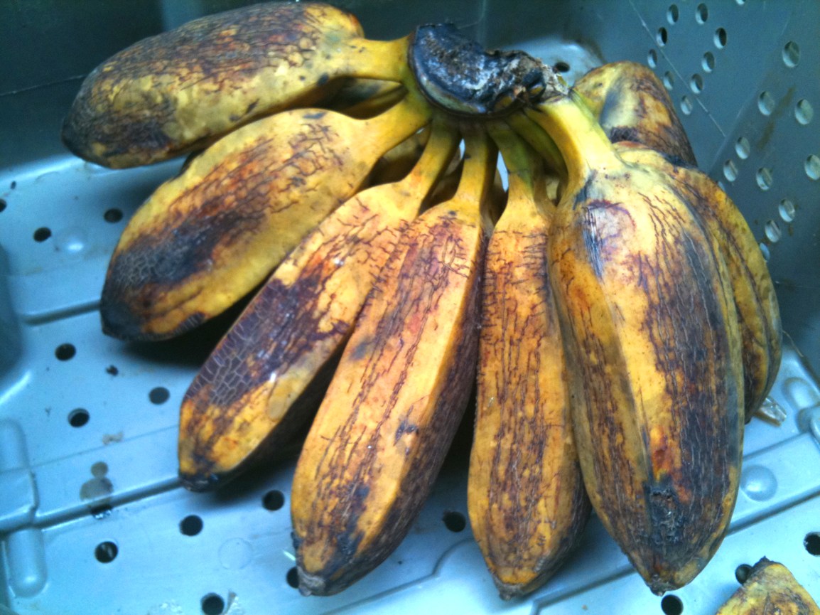 A bunch of beautiful ripe plantains at ARTfarm