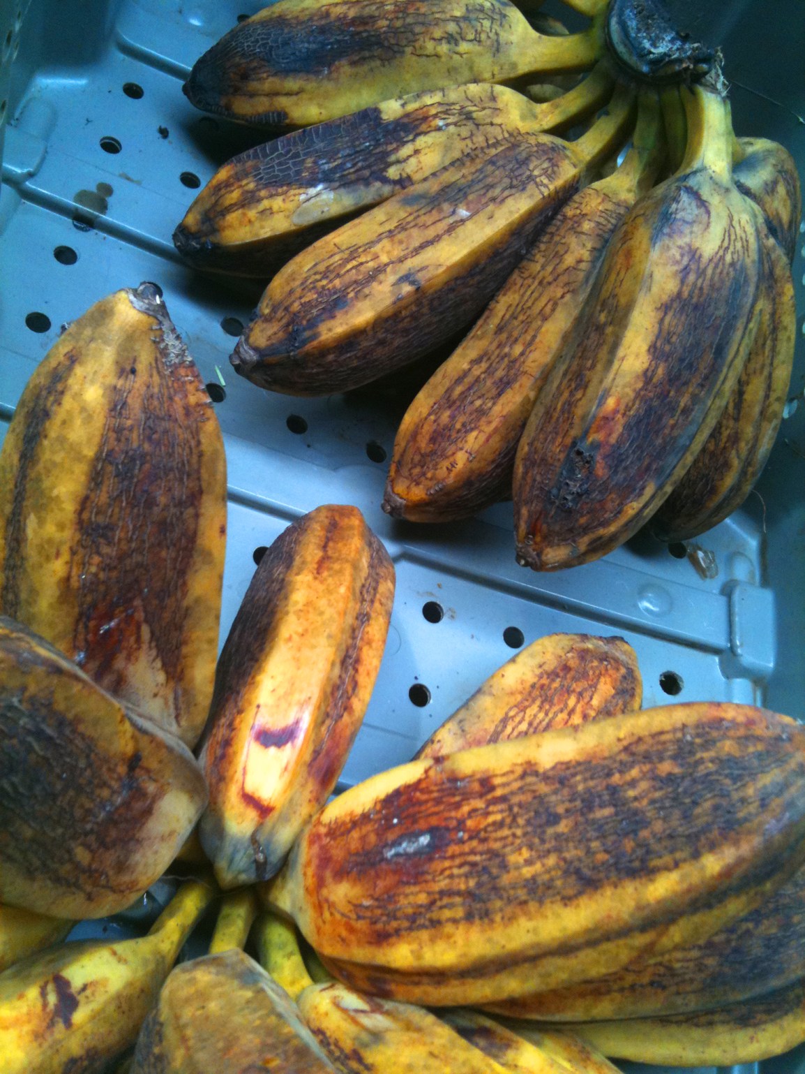 Two fat bunches of yellow plantains await sale at the ARTfarm farmstand.
