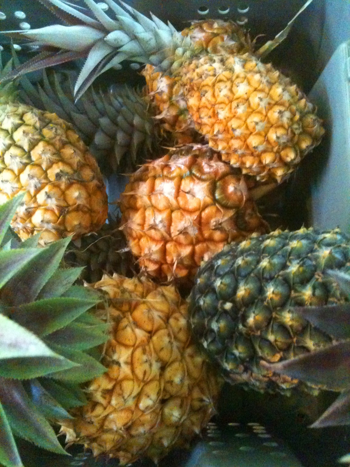 A harvest bin full of ARTfarm pineapples of different sizes, textures and colors