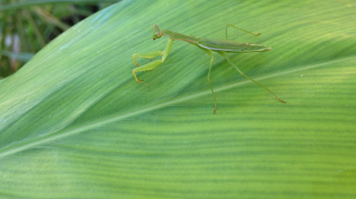 A praying mantis is well camouflaged on a leaf of galangal at ARTfarm.