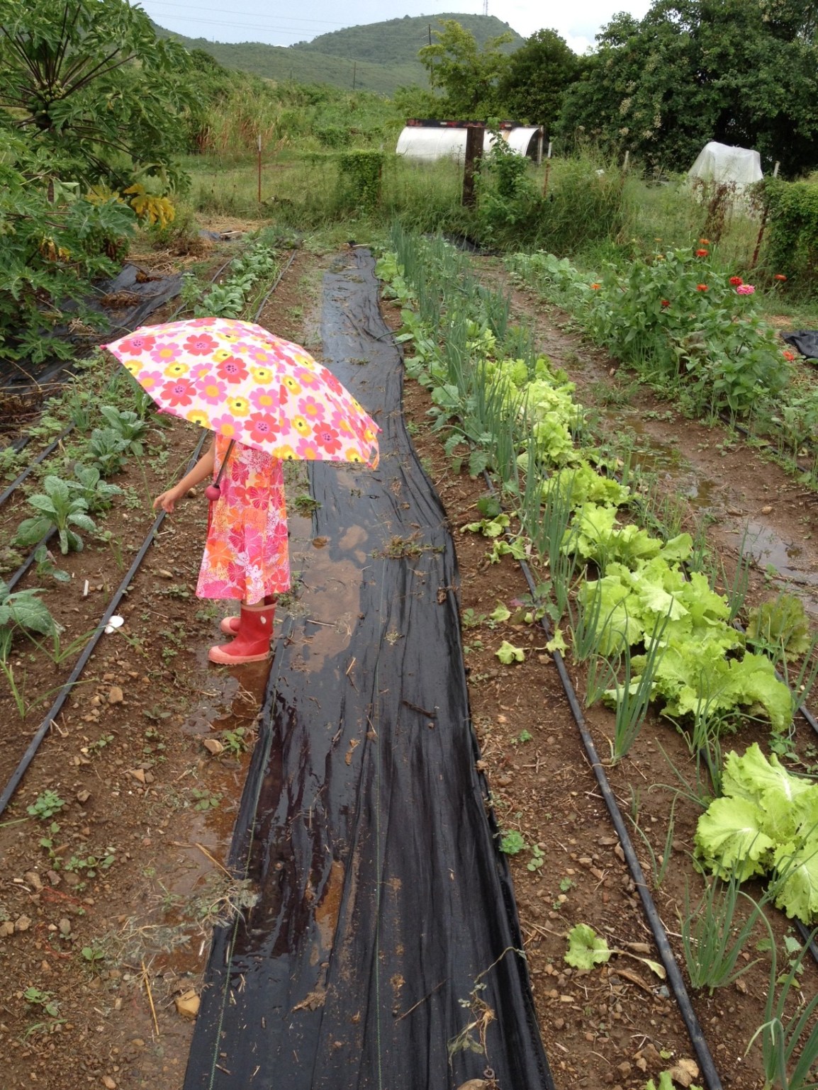 Rainy ARTfarm day Small person in flowery dress with rubber rain boots and flowery umbrella among the flowers and herb rows at ARTfarm on a very rainy day.