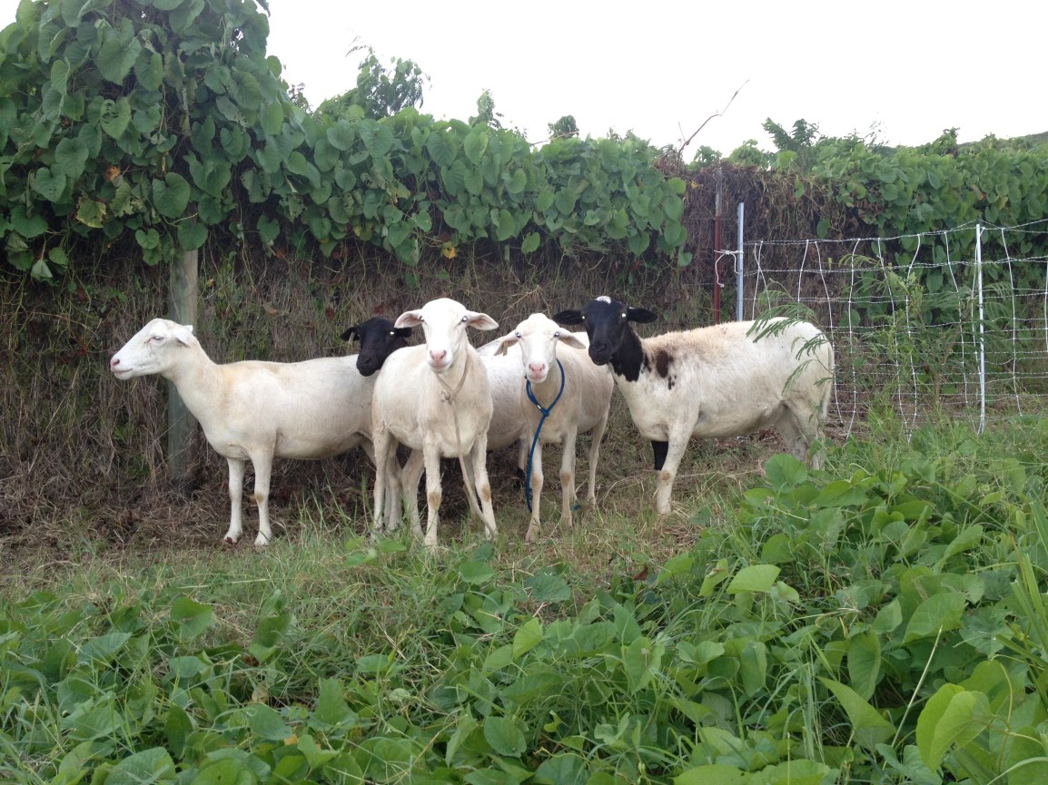 Five hair sheep in a paddock at ARTfarm