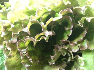 Closeup of a red-tipped head of green sweet lettuce grown at ARTfarm.
