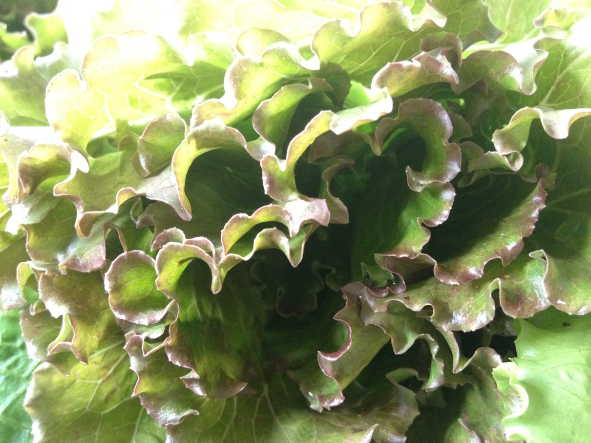 ARTfarm Pickups Wednesday January 11th! 4:30pm –&nbsp;5:45pm