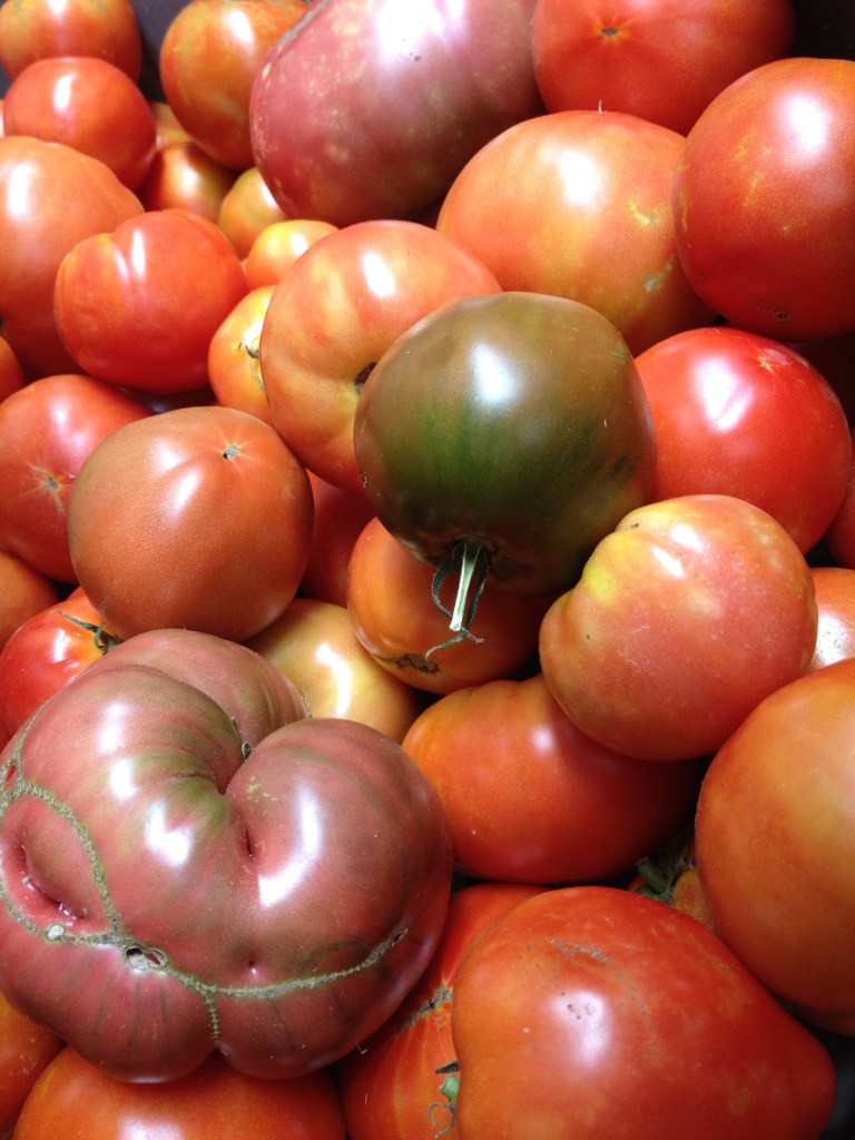 A pile of tomatoes ranging from red to orange to purple and green shouldered, at ARTfarm