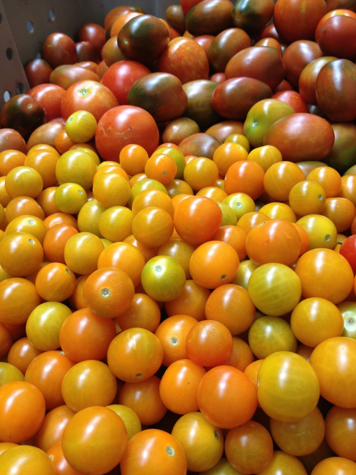 Freshly picked, ripe orange and yellow cherry and dark purple plum tomatoes in a large tub.