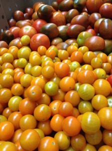 Freshly picked, ripe orange and yellow cherry and dark purple plum tomatoes in a large tub.