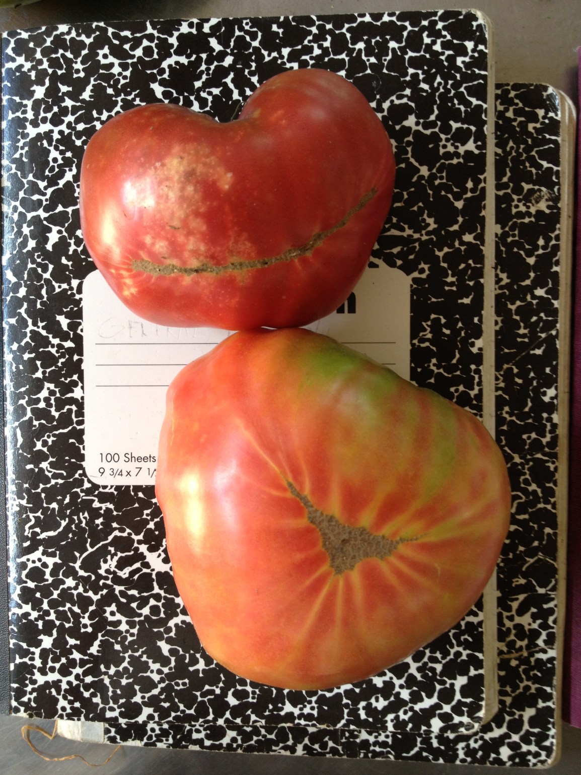 Heirloom tomatoes grow in incredible shapes and enormous sizes. Here is a smiling heirloom and a giant stripy heart shaped tomato snuggling on the farm notebooks. 