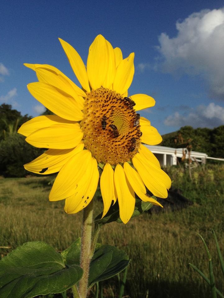 A yellow sunflower with a whorled center pattern faces the early morning light at ARTfarm on St. Croix.