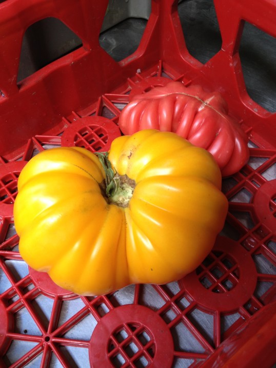 Seriously! This organically grown heirloom tomato is the size of a puppy! Come out to the ARTfarm stand this morning and get some of these puppies!! A giant yellow heirloom tomato in a red plastic tray.