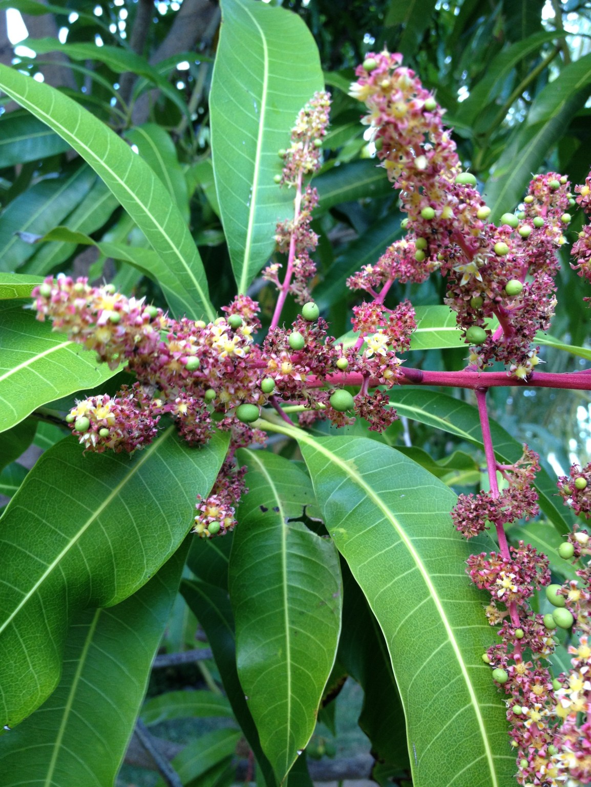 Tiny green orbs pop out of pink spires of mango tree blooms. Soon they will become large, heavy mango fruits.