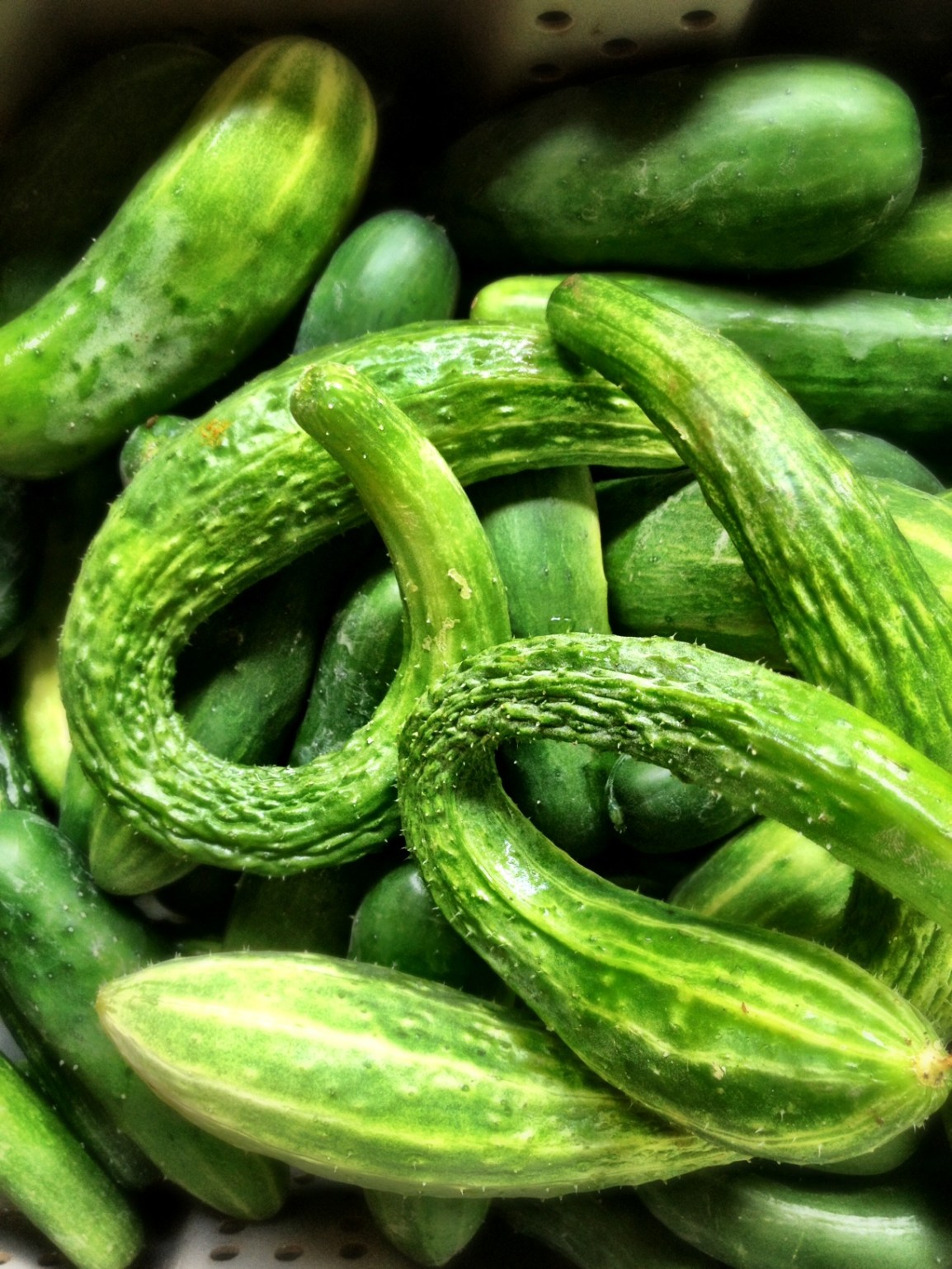 A pile of beautiful green stripy cucumbers in a variety of textures at ARTfarm.