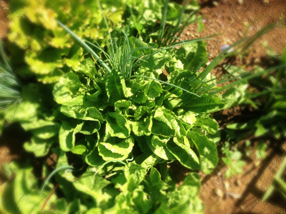 A large head of escarole grows amongst young onions, lettuce and dandelion greens at ARTfarm.