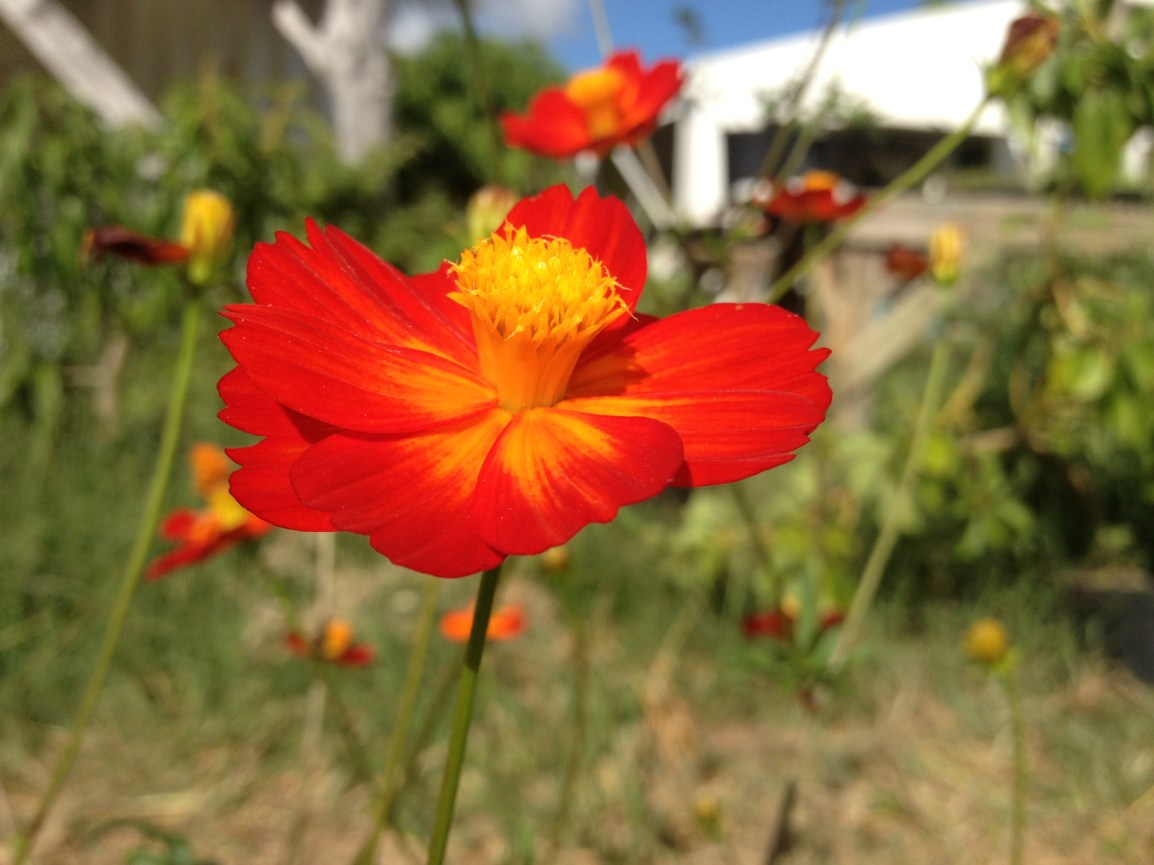 A bright red cosmo flower fades to a bright yellow center, with the ARTfarm farmstand building in the background.