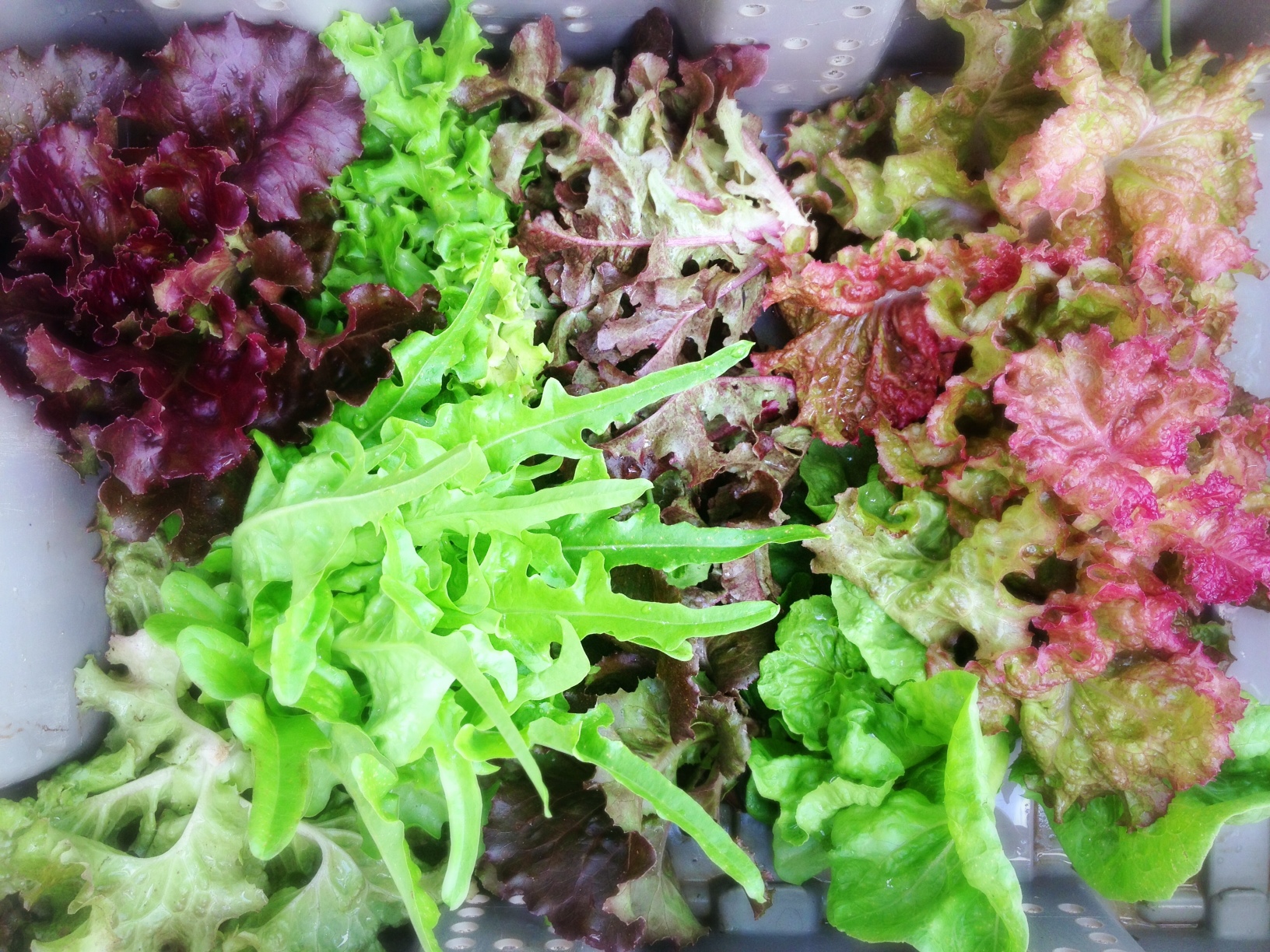 Just harvested at ARTfarm, six different types of sweet lettuces range widely in texture, shape and color - from a spring green oak leaf to a fiery red ombre to a deep burgundy purple lettuce, and other greens and reds in between.