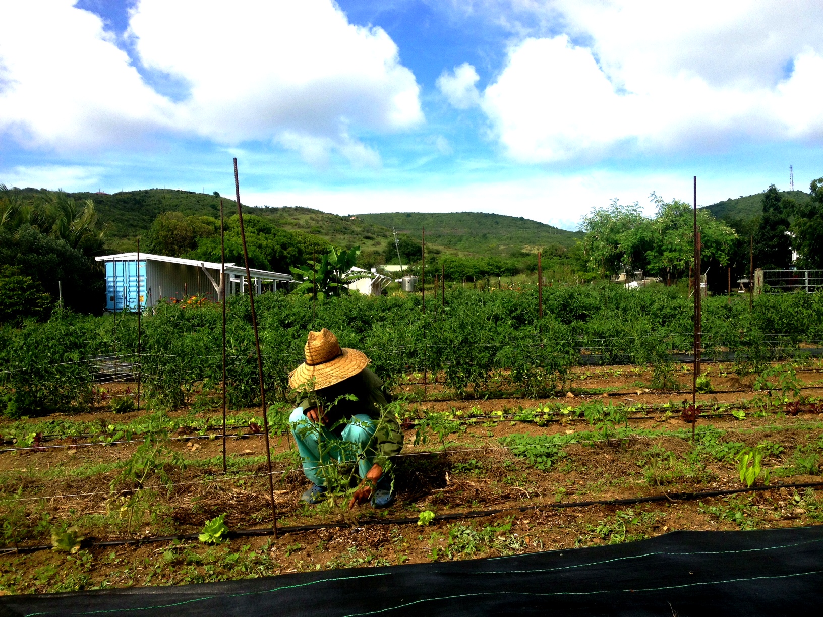 A farmer in a large straw hat squats down to weed a row of young tomato plants, with a banana tree, green hills and a blue sky full of puffy clouds behind him.