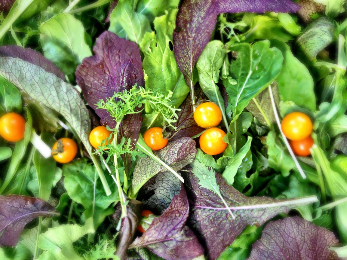 ARTfarm Saturday Morning! Sign up for Pickups tomorrow January 20th! 10:30am –&nbsp;12:30pm