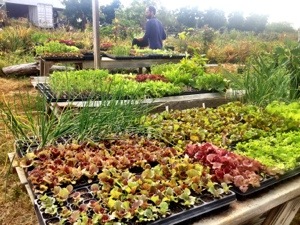 Farmer Luca works between several tables full of colorful young plants in cell trays.