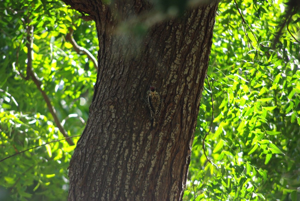 YBSapsucker_5Feb2014_Longford_LDY-7sm