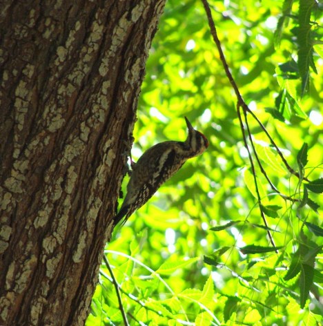 YBSapsucker_5Feb2014_Longford_LDY-sm