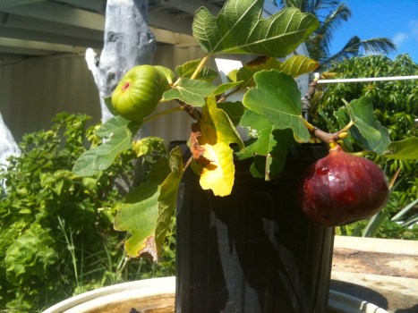 ARTfarm_figatfarmstand