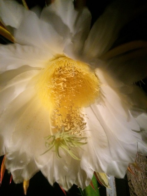 How many of you are old enough to remember the R.E.M. song "Gardening At Night"? Dragonfruit blooms only open after 8pm, and often need to be hand pollinated in order to bear fruit. So forgive us if we're a little sleepy!