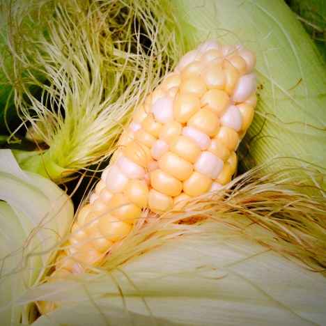 ARTfarm sweet corn
