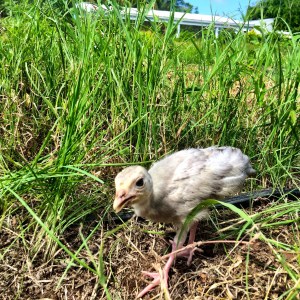 A grey baby turkey poult walks through grass in a garden.