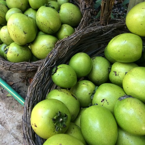 Two giant baskets hold dozens of large green-skinned black sapote fruits, also known as the "chocolate pudding fruit". 