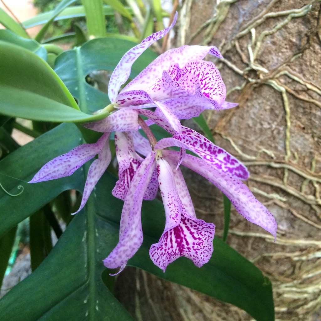 A pair of lavender, purple-spotted orchid flowers spread their roots across the bark of a plum tree.