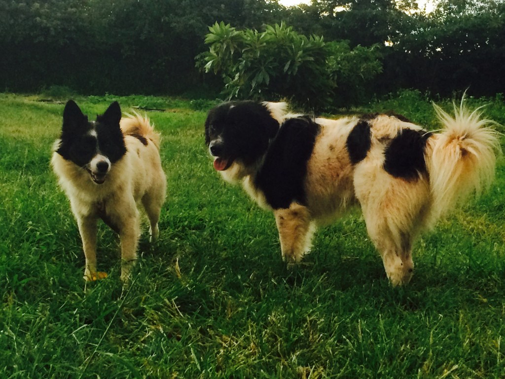 Two black and white fuzzy dogs on the farm.