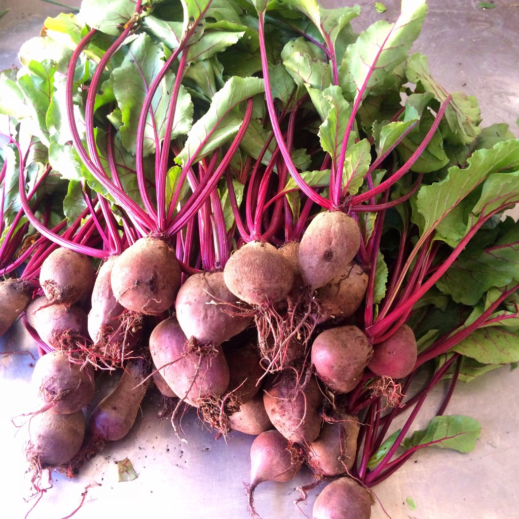 We've got beautiful big beets with tops ready for cooking or juicing! Yum!