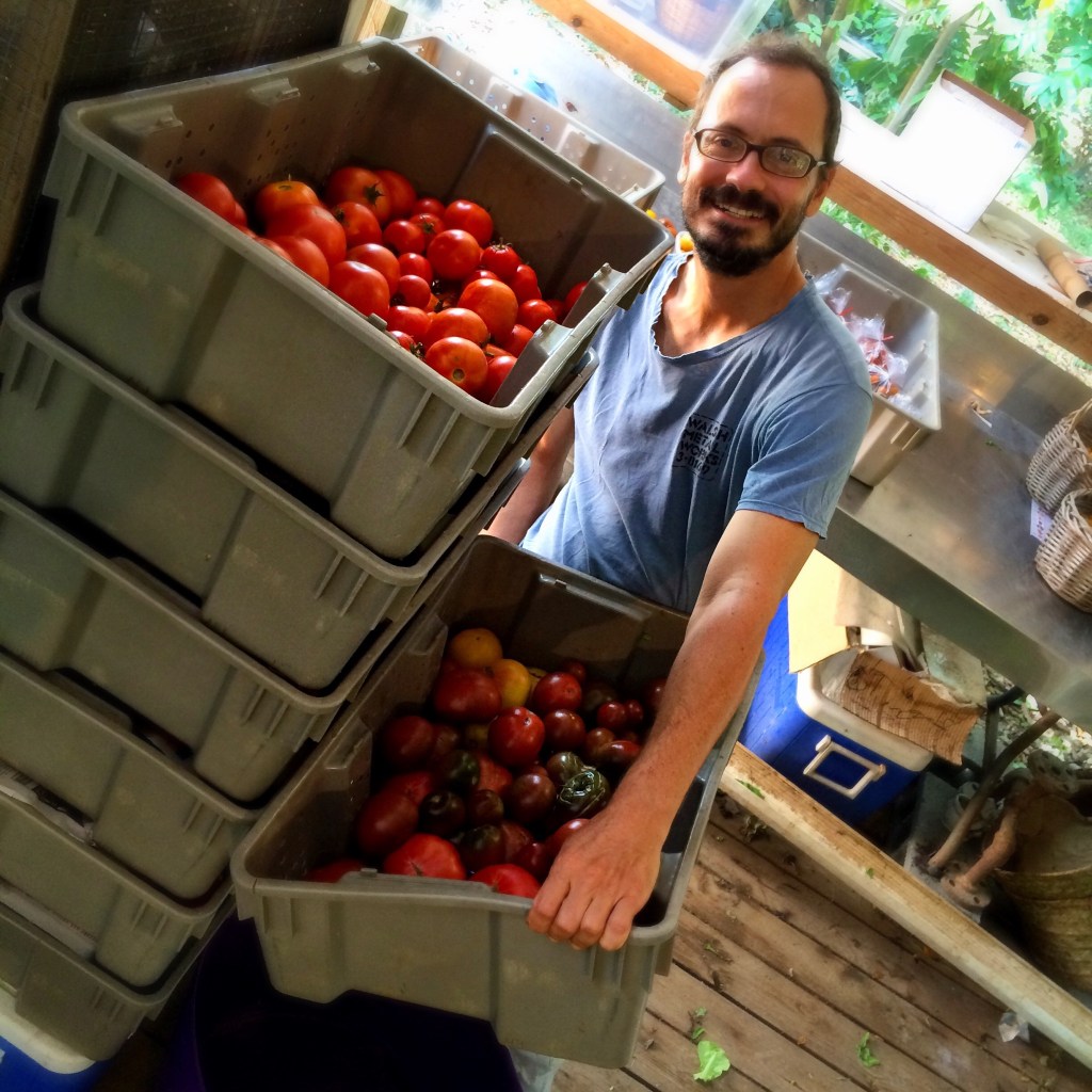 How many heirloom tomatoes can YOU eat? Please, HELP US!!