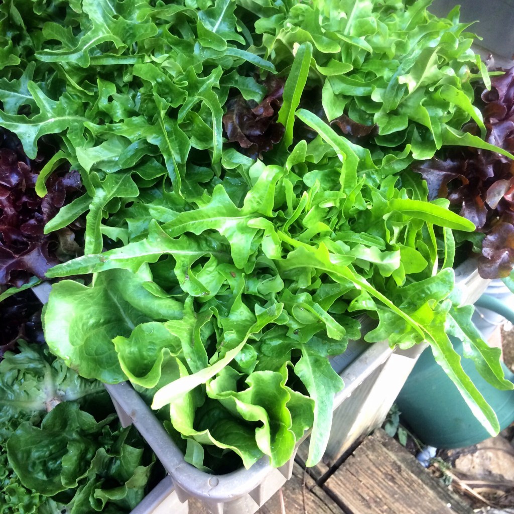 Fresh oakleaf lettuces destined for ARTfarm's sweet mix!