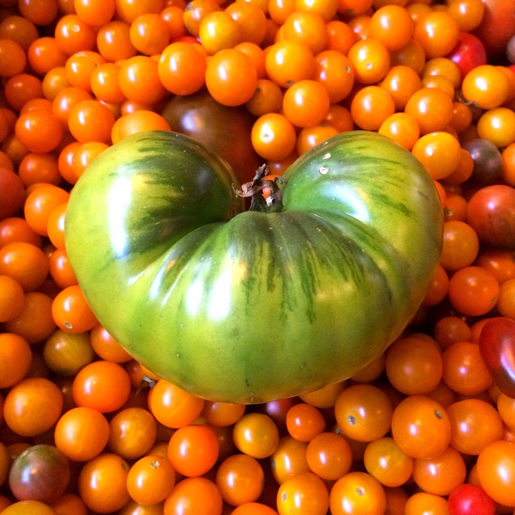 A heart-shaped green heirloom tomato for St. Patty's Day! Enjoy the parade!