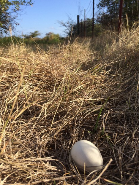 A single ivory-colored egg rests in a patch of dry grass in a pasture.