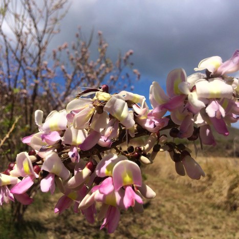 Madre de Cacao trees are blooming and the honeybees are enjoying the pungent flavors of the dry season.