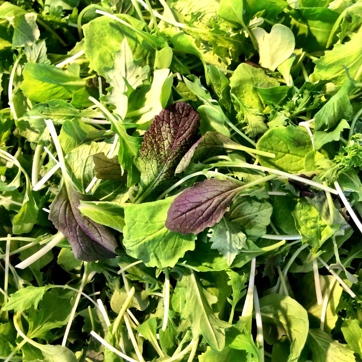 baby spicy salad mix