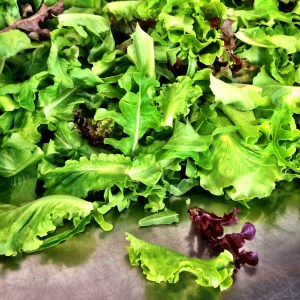 Despite drought conditions, Farmer Luca is still managing to grow sweet salad greens with saved rainwater. C'mon rain!!