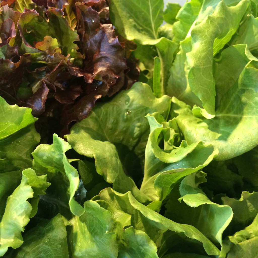 Beautiful ARTfarm salad greens for the sweet mix! 