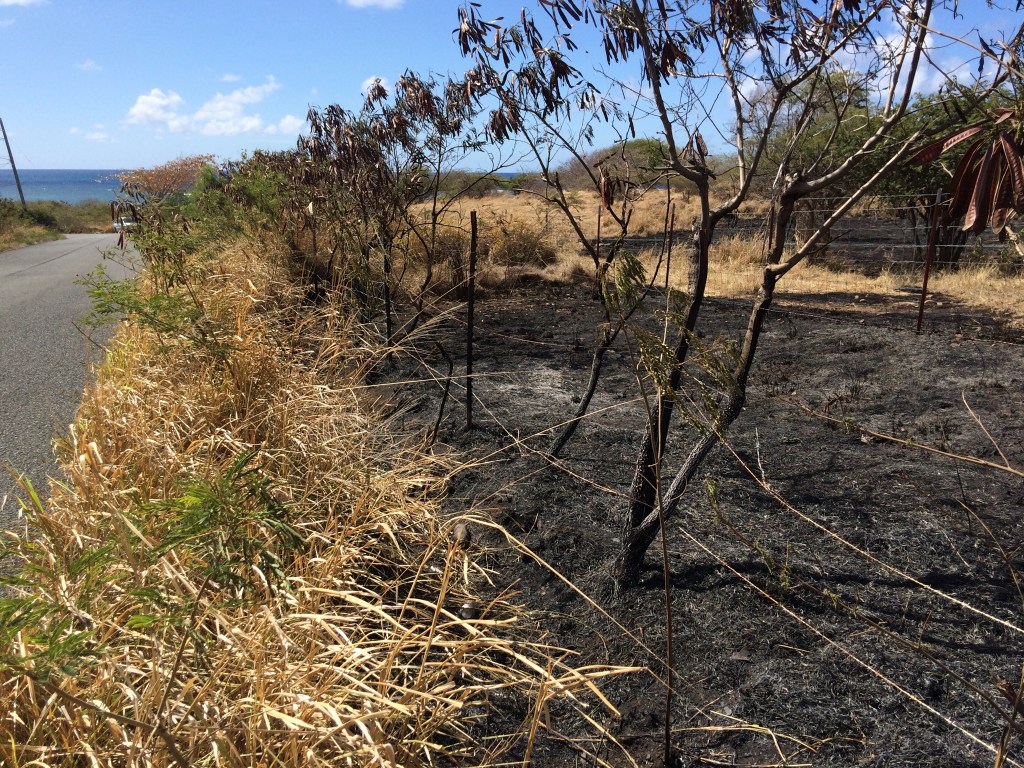 Looking south along the fence near the east end of the farm. Evening brush fires are most likely deliberately set, according to officials at the VIFS.