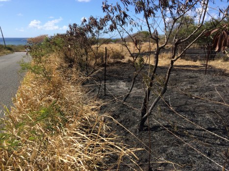 Looking south along the fence near the east end of the farm. Evening brush fires are most likely deliberately set, according to officials at the VIFS.