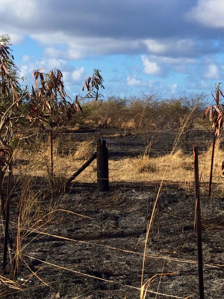 Fence damage. This wood post will have to be replaced. The steel t-posts, woven wire and barbed wire materials have a much shorter life and rust much faster  after being burned in a brush fire as it tends to remove their protective coatings of paint or zinc. 