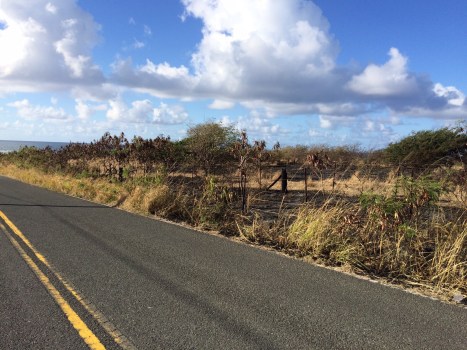 The fire started near the roadside, then jumped across a ten-foot swath of grass and headed west southwest through the pastures.