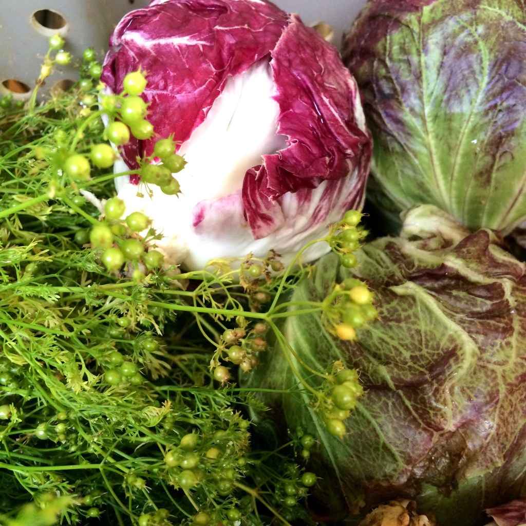 Beautiful heads of radicchio to enliven any dish with color and panache!