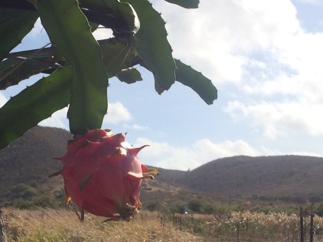 The muse for the painting. An outlier early-season dragonfruit ripens on the vine at ARTfarm.